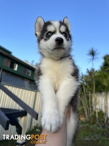 Pure Breed Siberian Husky ready for New Home