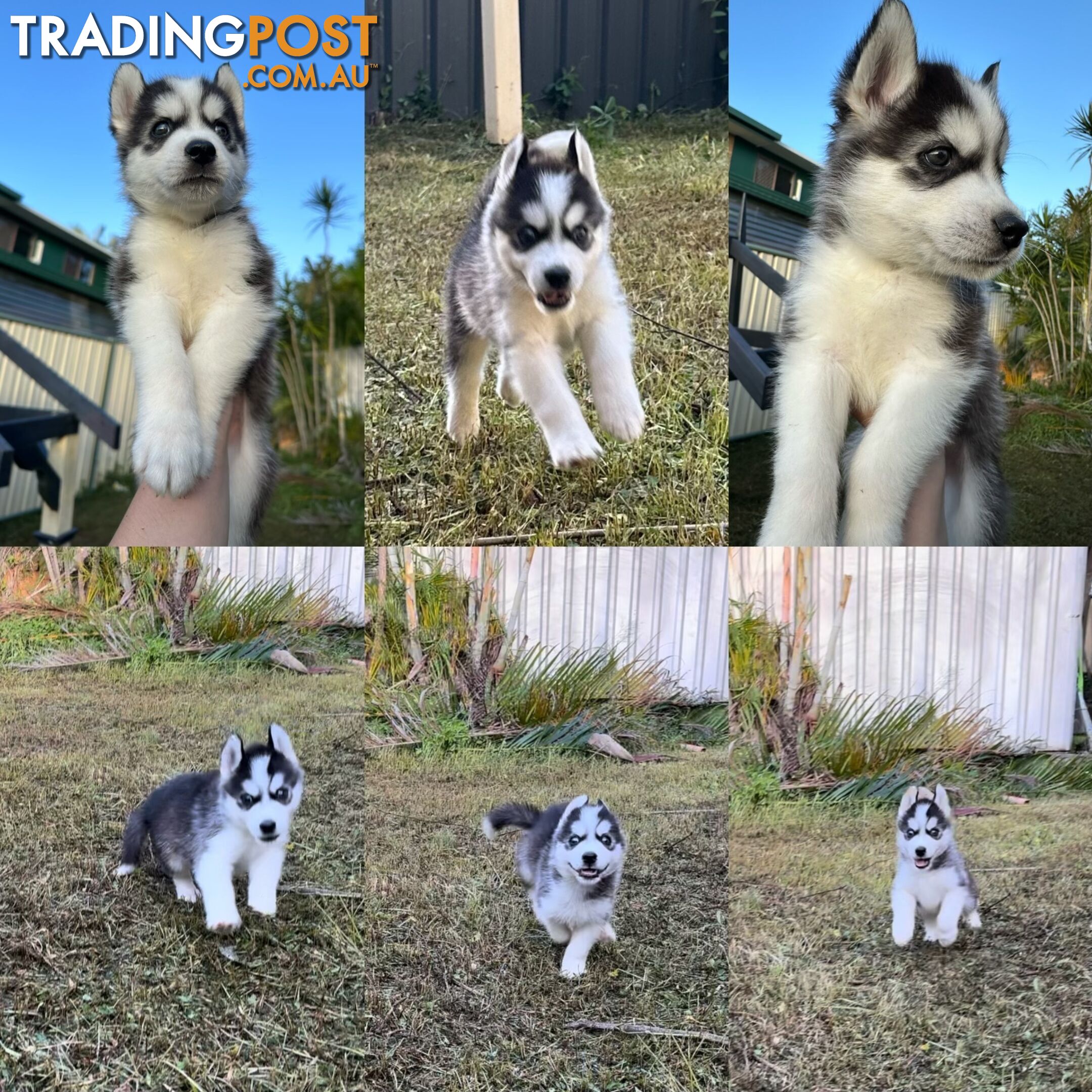 Pure Breed Siberian Husky ready for New Home