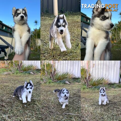 Pure Breed Siberian Husky ready for New Home