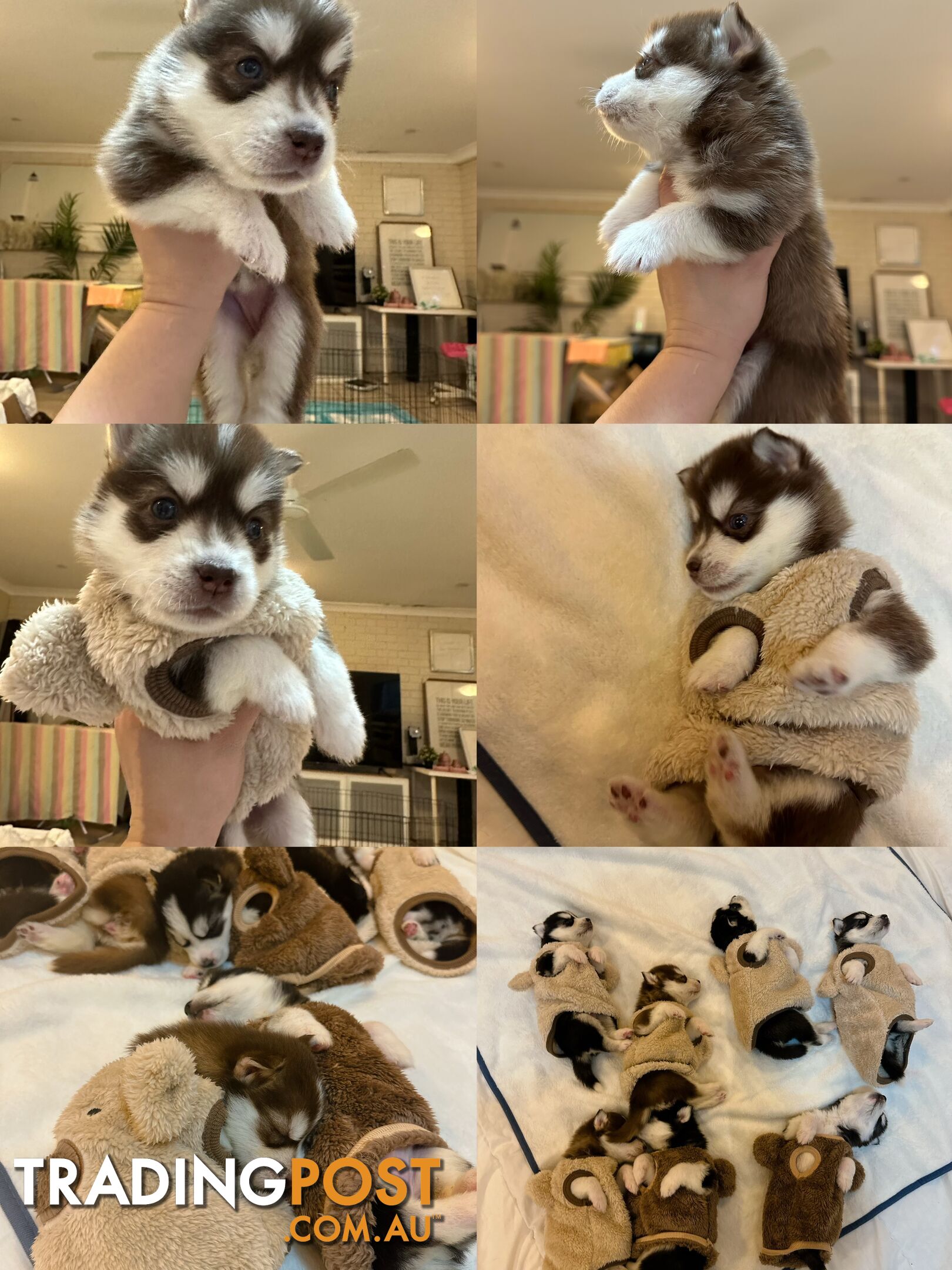 Pure Breed Siberian Husky ready for New Home