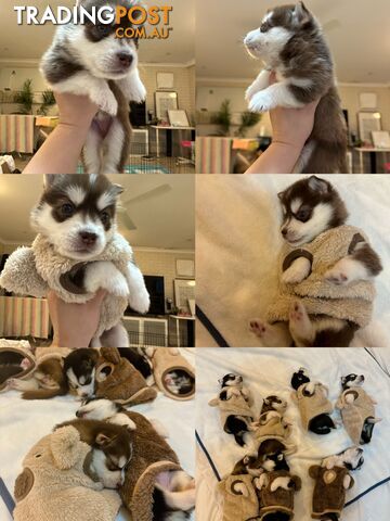 Pure Breed Siberian Husky ready for New Home