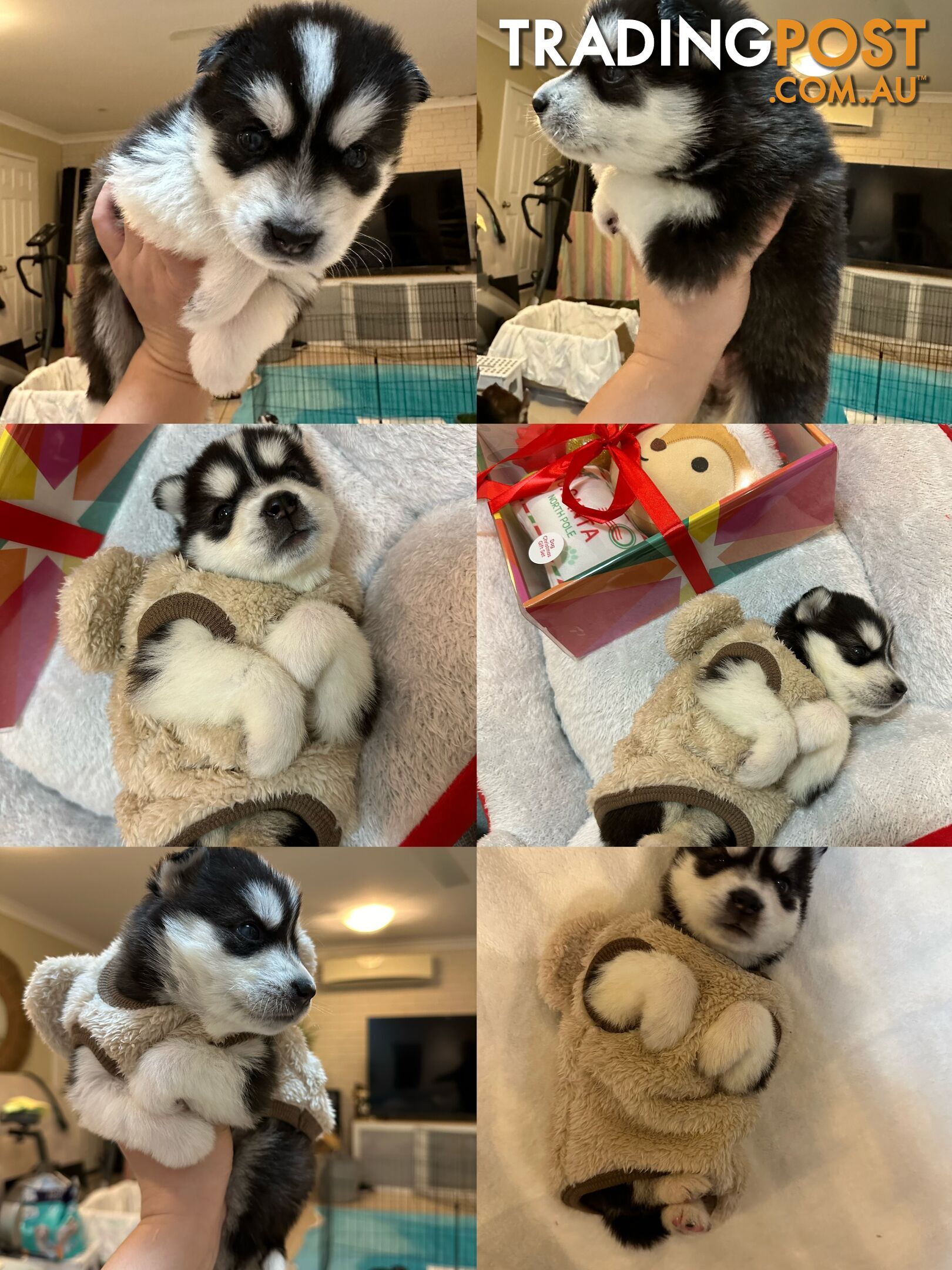 Pure Breed Siberian Husky ready for New Home