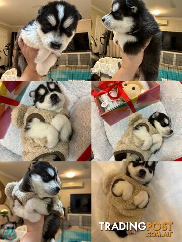 Pure Breed Siberian Husky ready for New Home