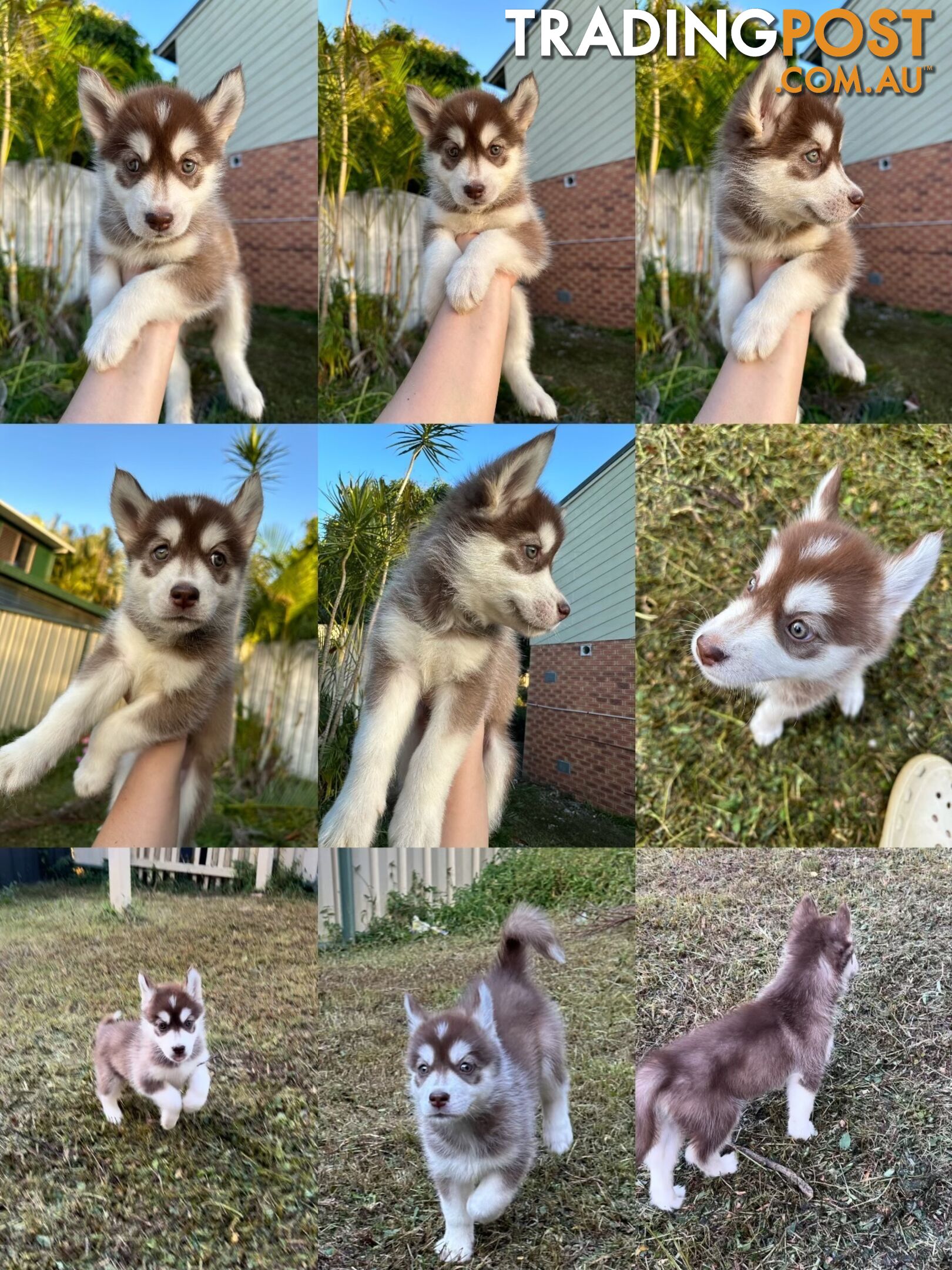 Pure Breed Siberian Husky ready for New Home