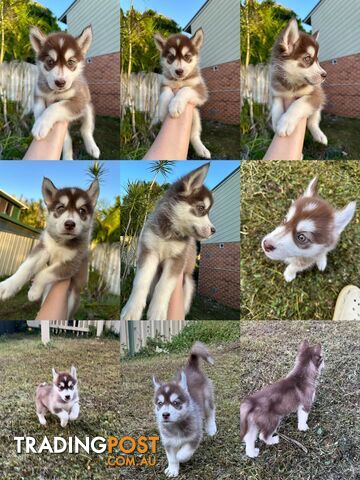 Pure Breed Siberian Husky ready for New Home