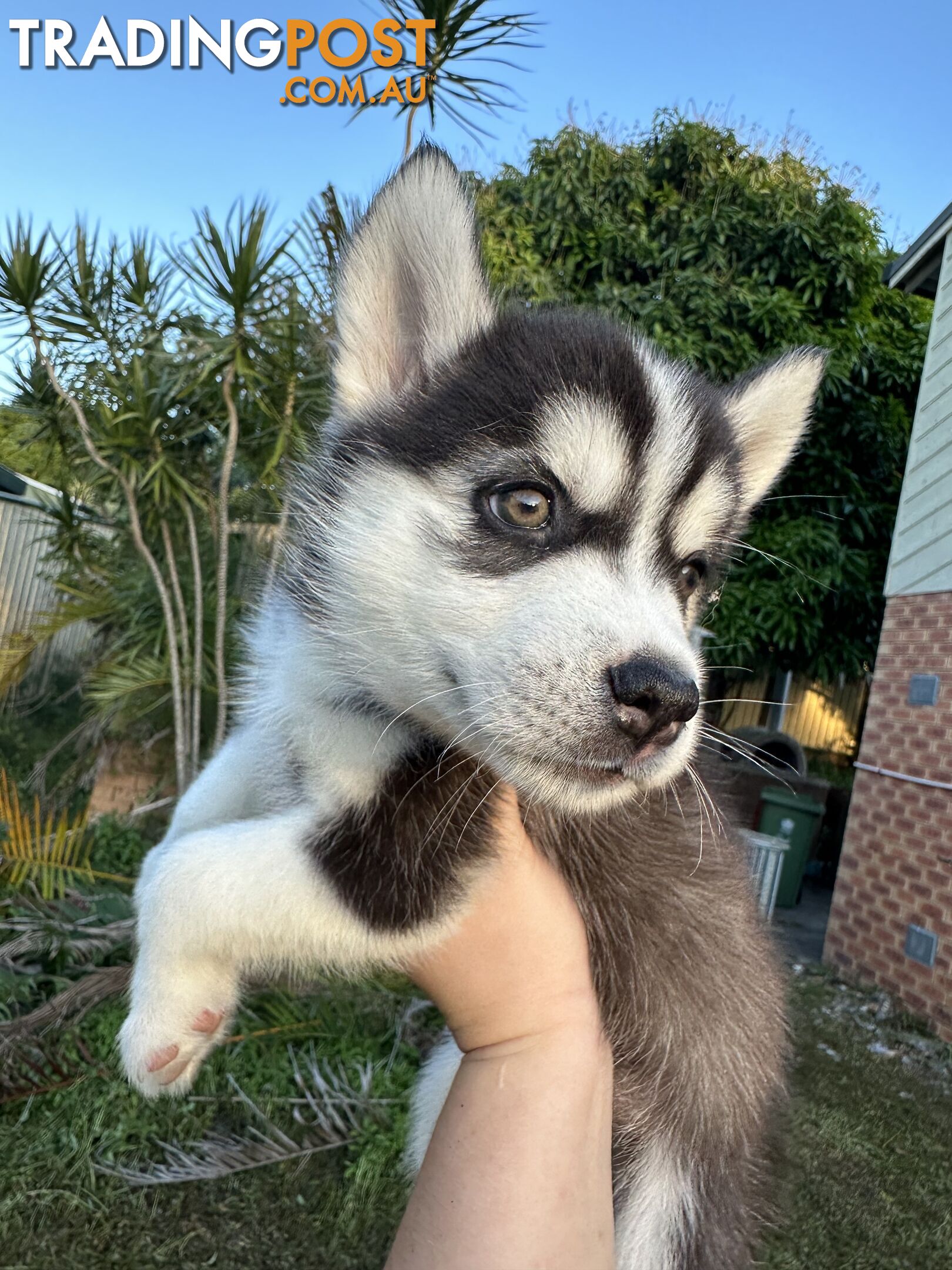 Pure Breed Siberian Husky ready for New Home