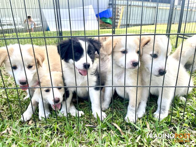 Border Collie Puppies