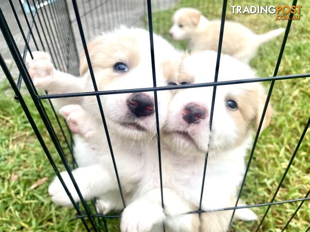 Border Collie Puppies