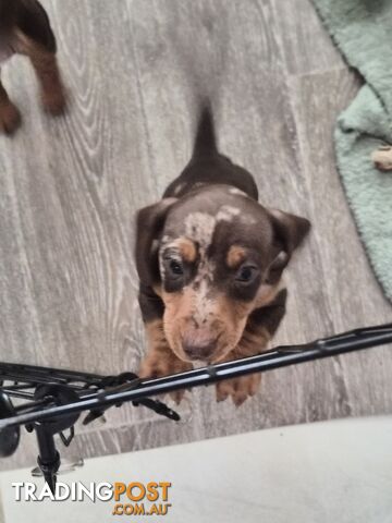 Mini dachshund