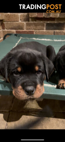 Purebred Rottweiler puppies (ready for new homes)
