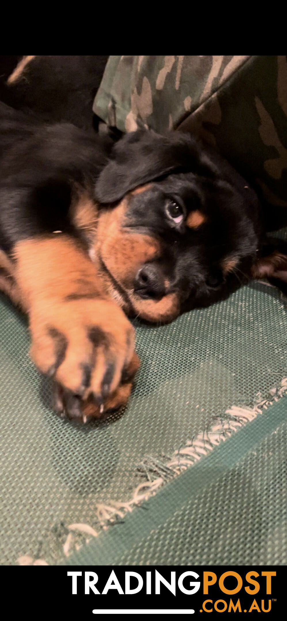 Purebred Rottweiler puppies (ready for new homes 11 May)