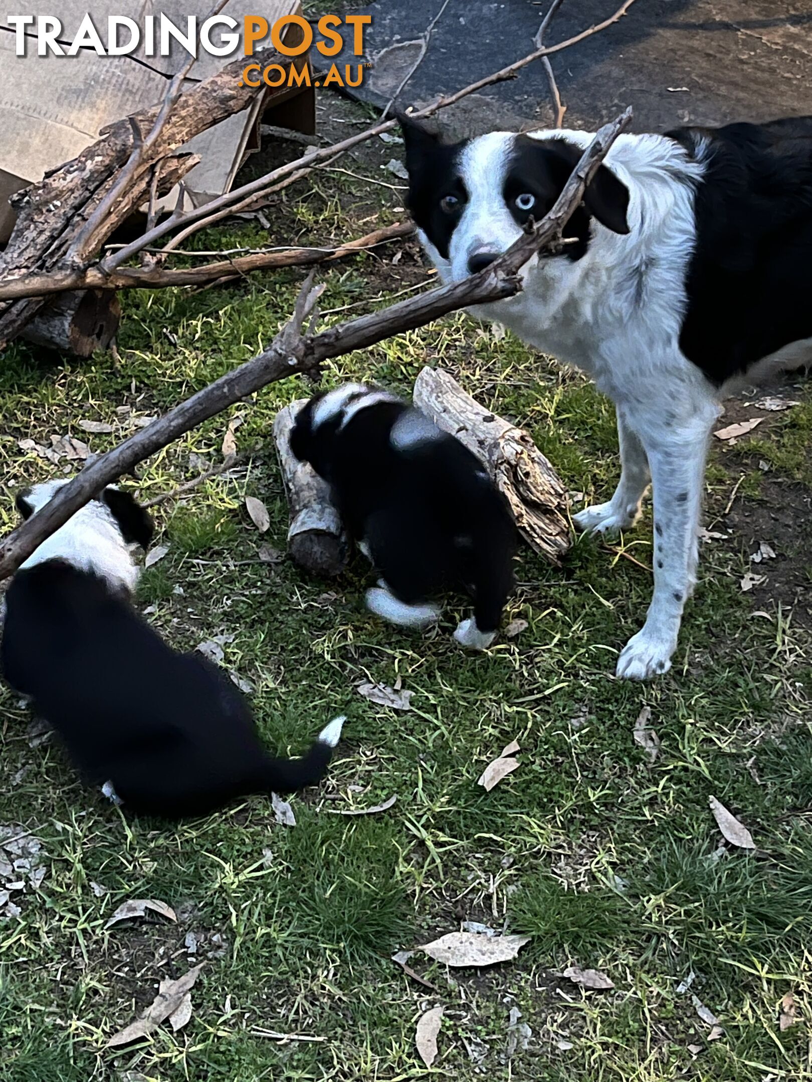 **Adorable Female Purebred Border Collie Puppies!** 🐾