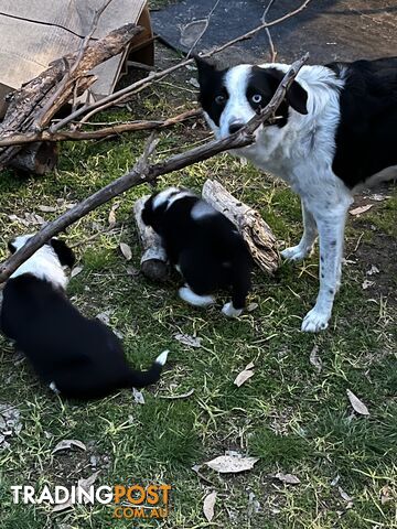 **Adorable Female Purebred Border Collie Puppies!** 🐾