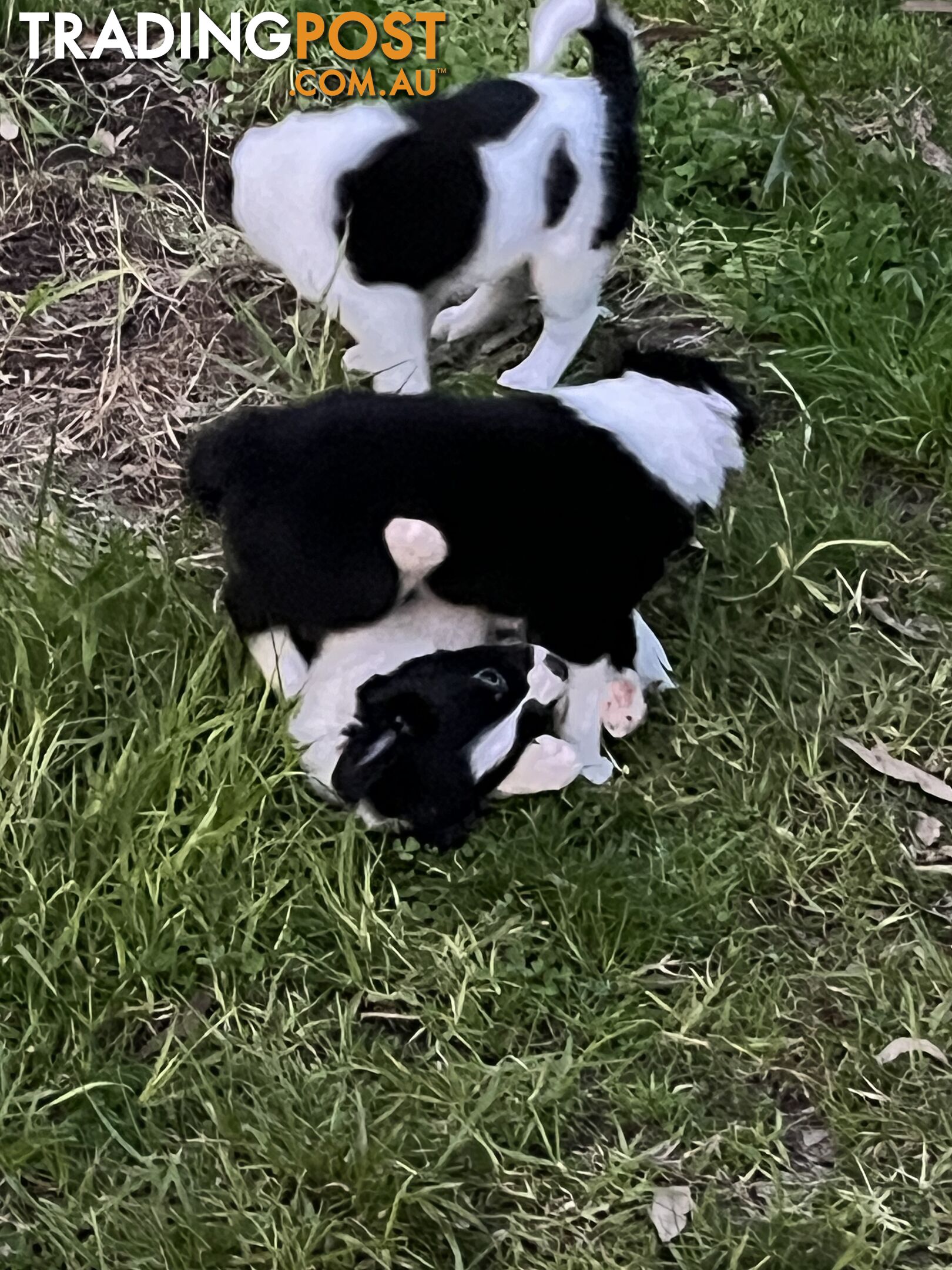 **Adorable Female Purebred Border Collie Puppies!** 🐾