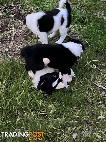 **Adorable Female Purebred Border Collie Puppies!** 🐾