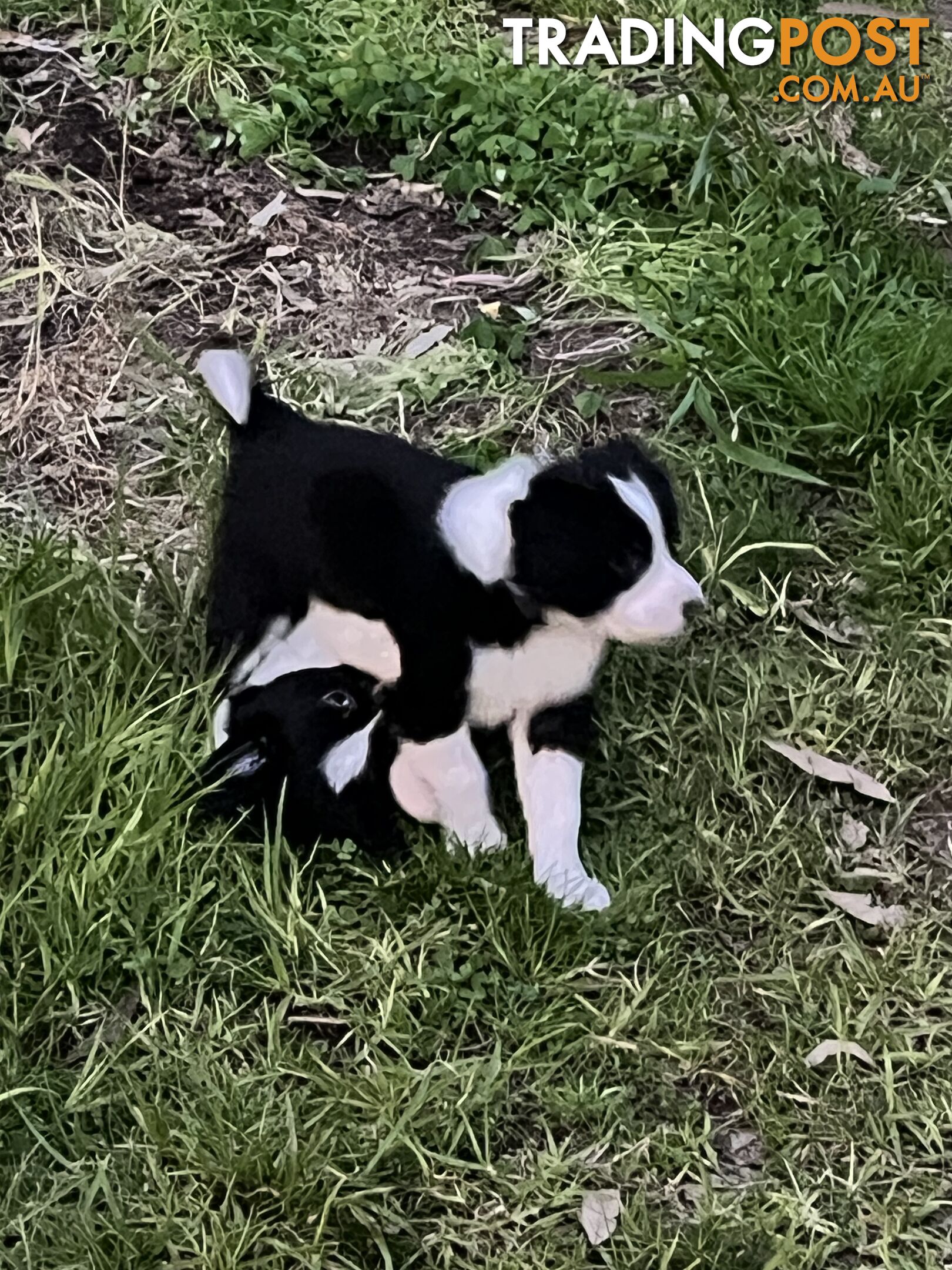 **Adorable Female Purebred Border Collie Puppies!** 🐾