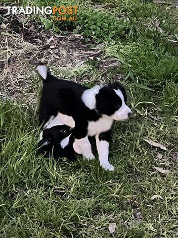 **Adorable Female Purebred Border Collie Puppies!** 🐾