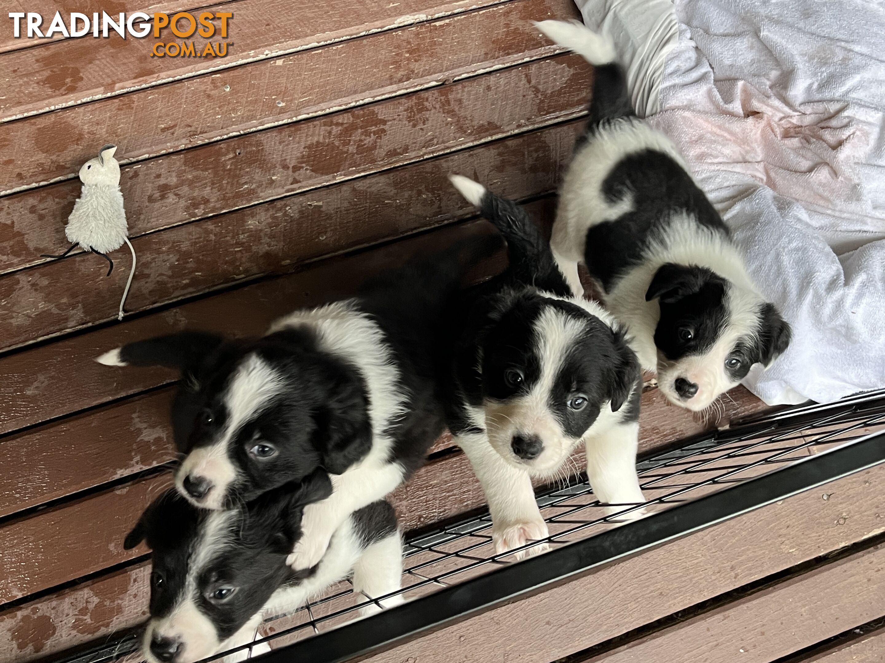 **Adorable Female Purebred Border Collie Puppies!** 🐾