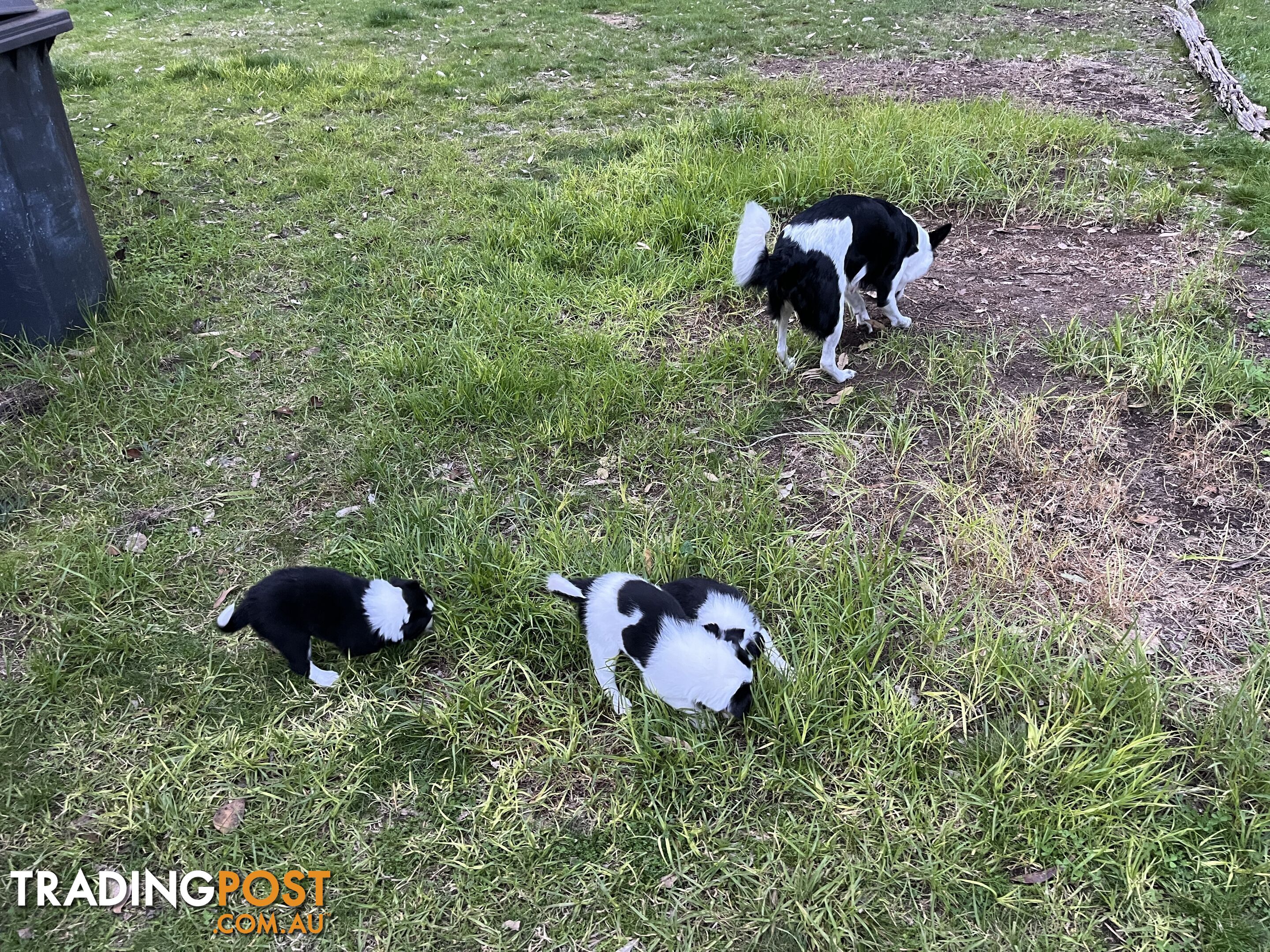 **Adorable Female Purebred Border Collie Puppies!** 🐾