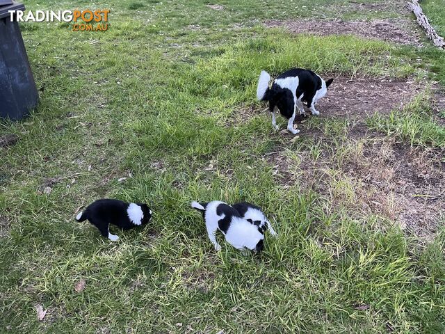 **Adorable Female Purebred Border Collie Puppies!** 🐾