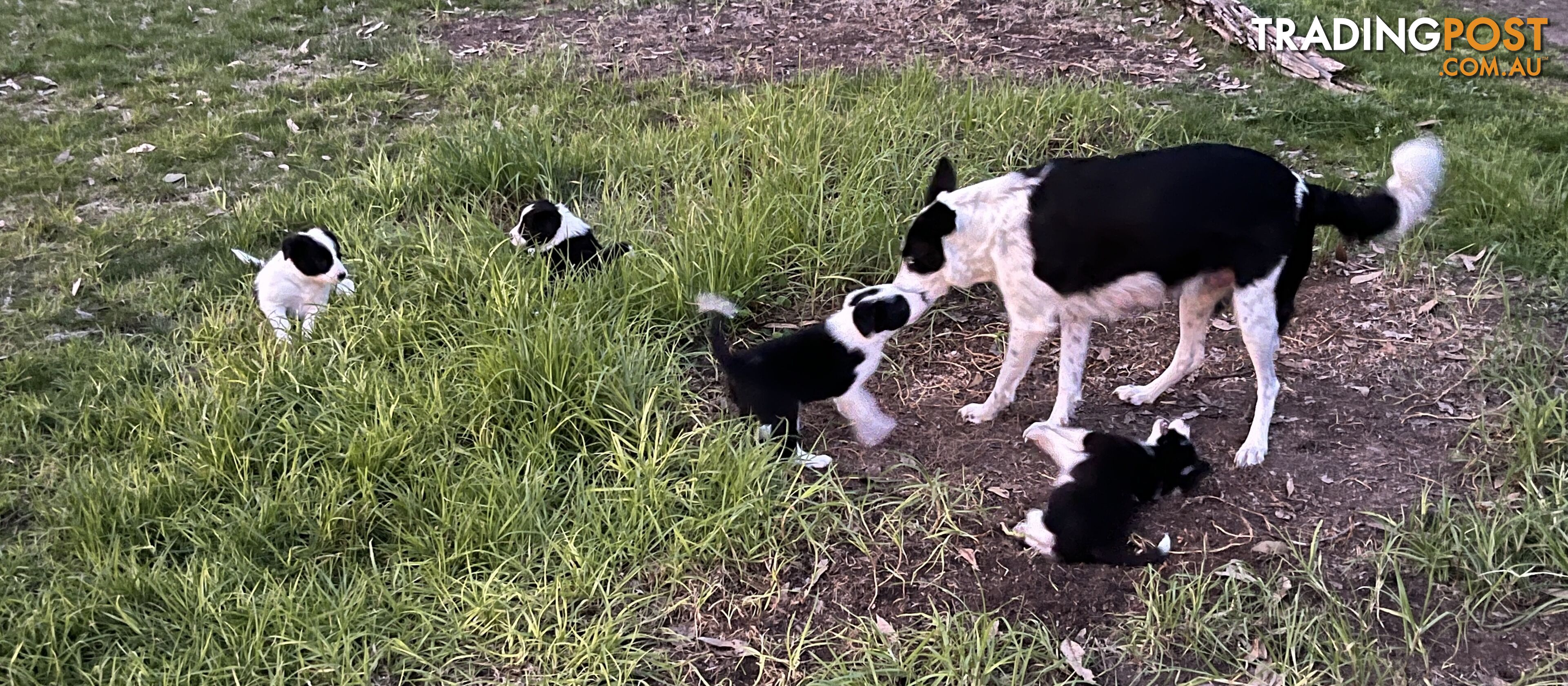 **Adorable Female Purebred Border Collie Puppies!** 🐾