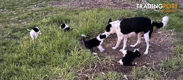 **Adorable Female Purebred Border Collie Puppies!** 🐾