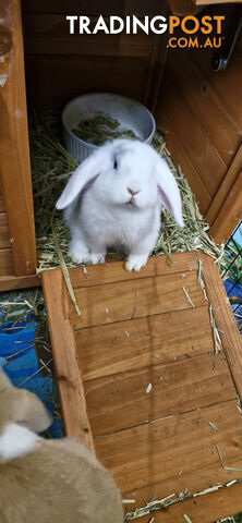 Mini Lop Eared Bunny