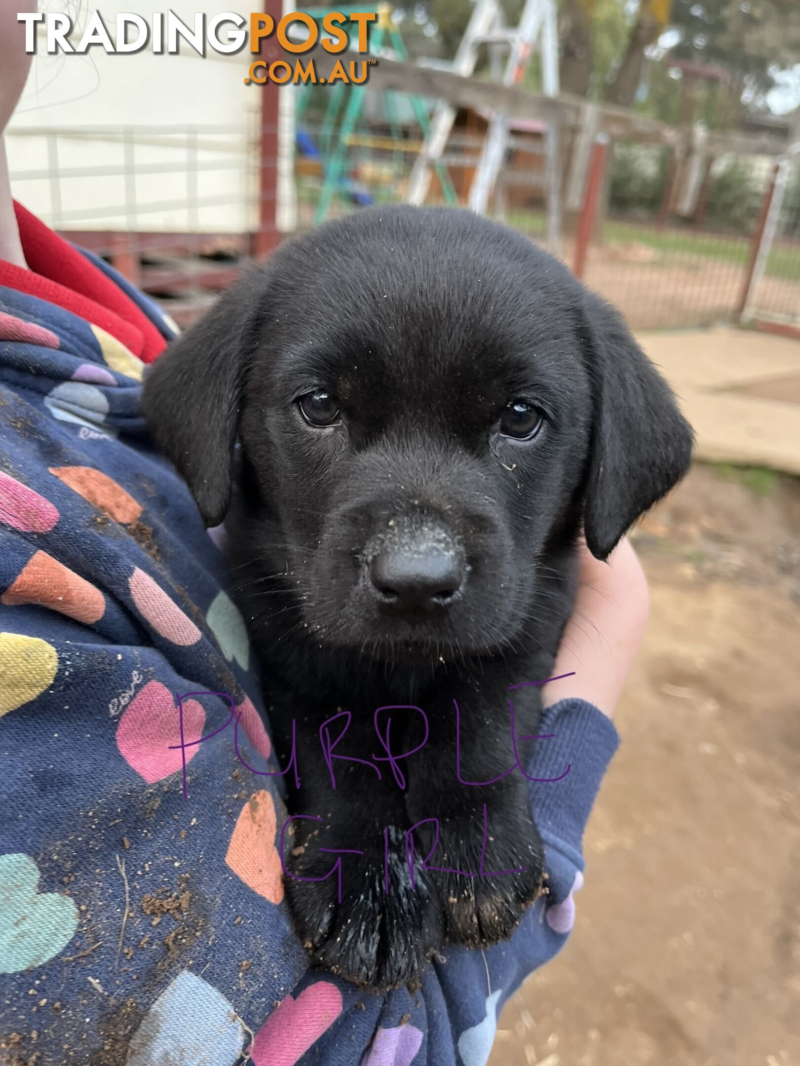 Pure Bred Labrador Puppies - PRICE REDUCED