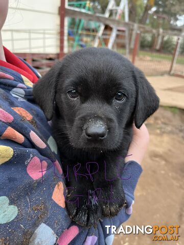 Pure Bred Labrador Puppies - PRICE REDUCED