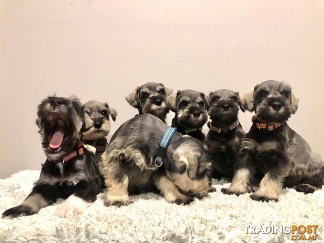 Miniature Schnauzer Puppies