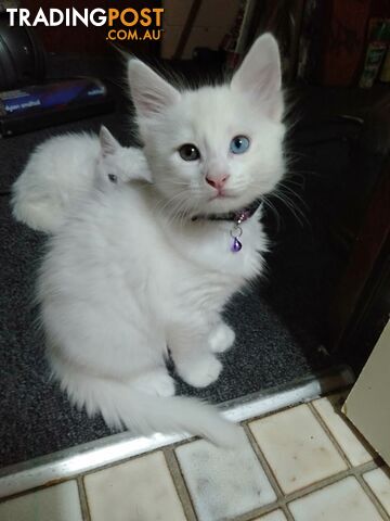 Turkish Angora X Arabian Mau