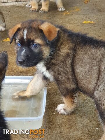 Gerberian Shepsky Puppies