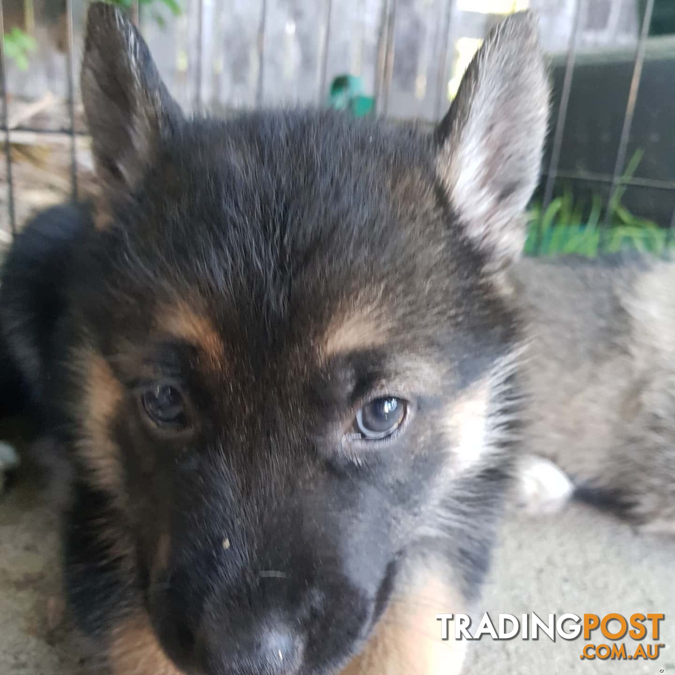 Gerberian Shepsky Puppies