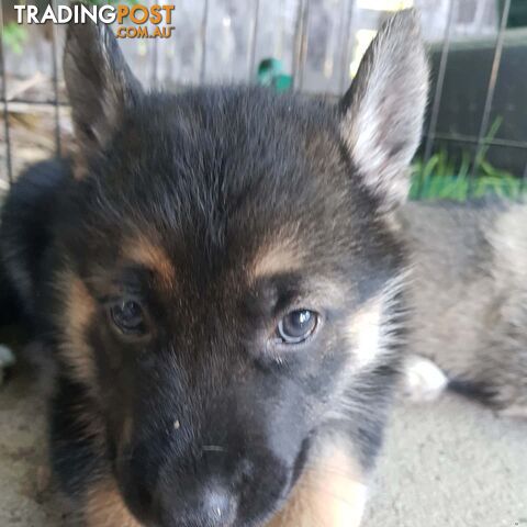 Gerberian Shepsky Puppies