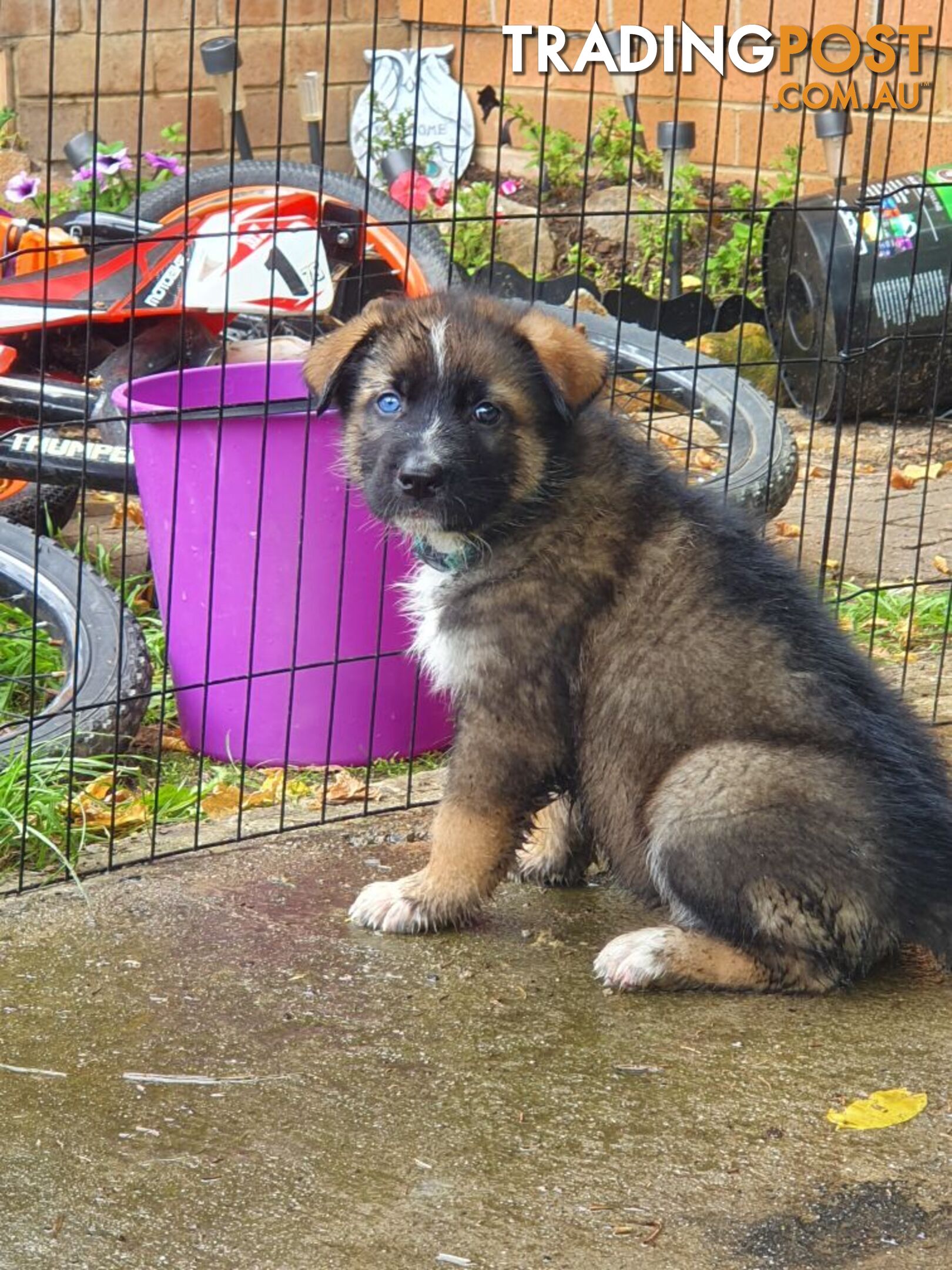 Gerberian Shepsky Puppies