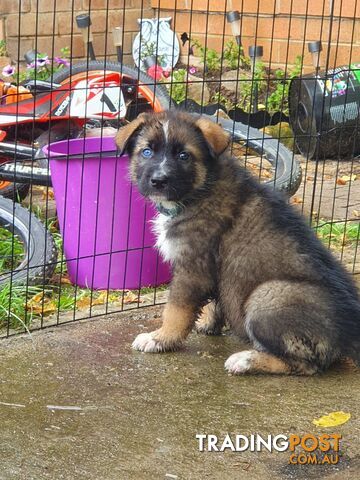 Gerberian Shepsky Puppies