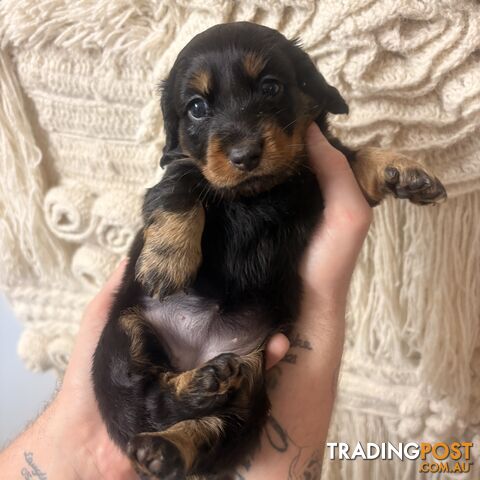 MINIATURE LONG HAIRED DACHSHUND PUPPIES