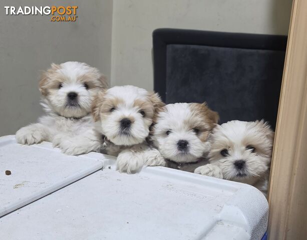 LHASA APSO PUPPIES
