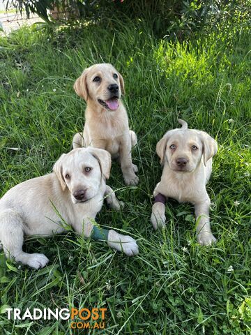 Purebred Labrador Puppies