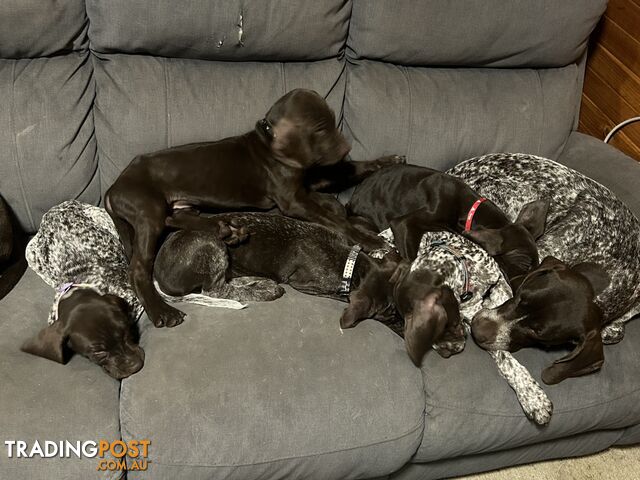 Purebred German shorthaired Pointers