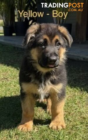 German Sheppard pure bred pups