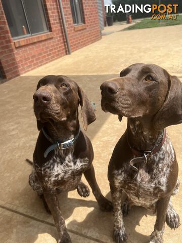 Pure German Short haired pointers