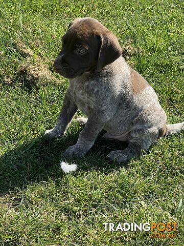 Pure German Short haired pointers