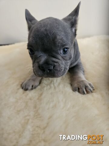 French Bulldog puppies