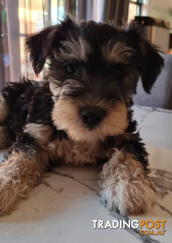 SCHNAUZER MINI CROSS PUPS