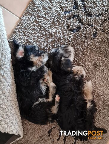 SCHNAUZER MINI CROSS PUPS