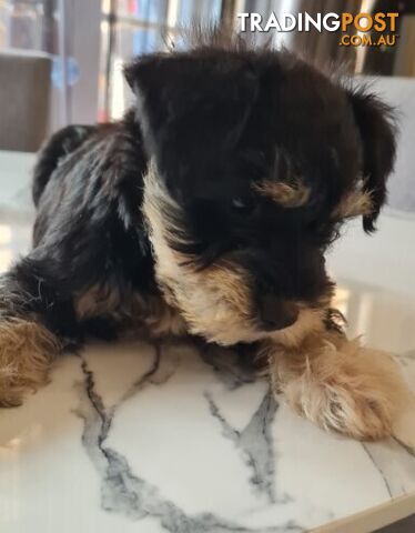 SCHNAUZER MINI CROSS PUPS