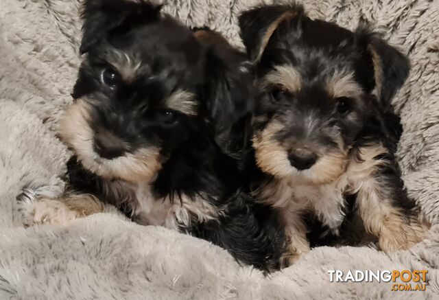 FOXIESCHNAUZER PUPS MINI