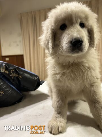 Maremma Puppies. Pedigree = Scintilli (Dog) Arawn (Dam)