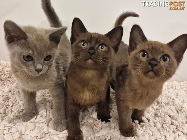 Cuteness overload!! 3 Burmese Kittens ready to go